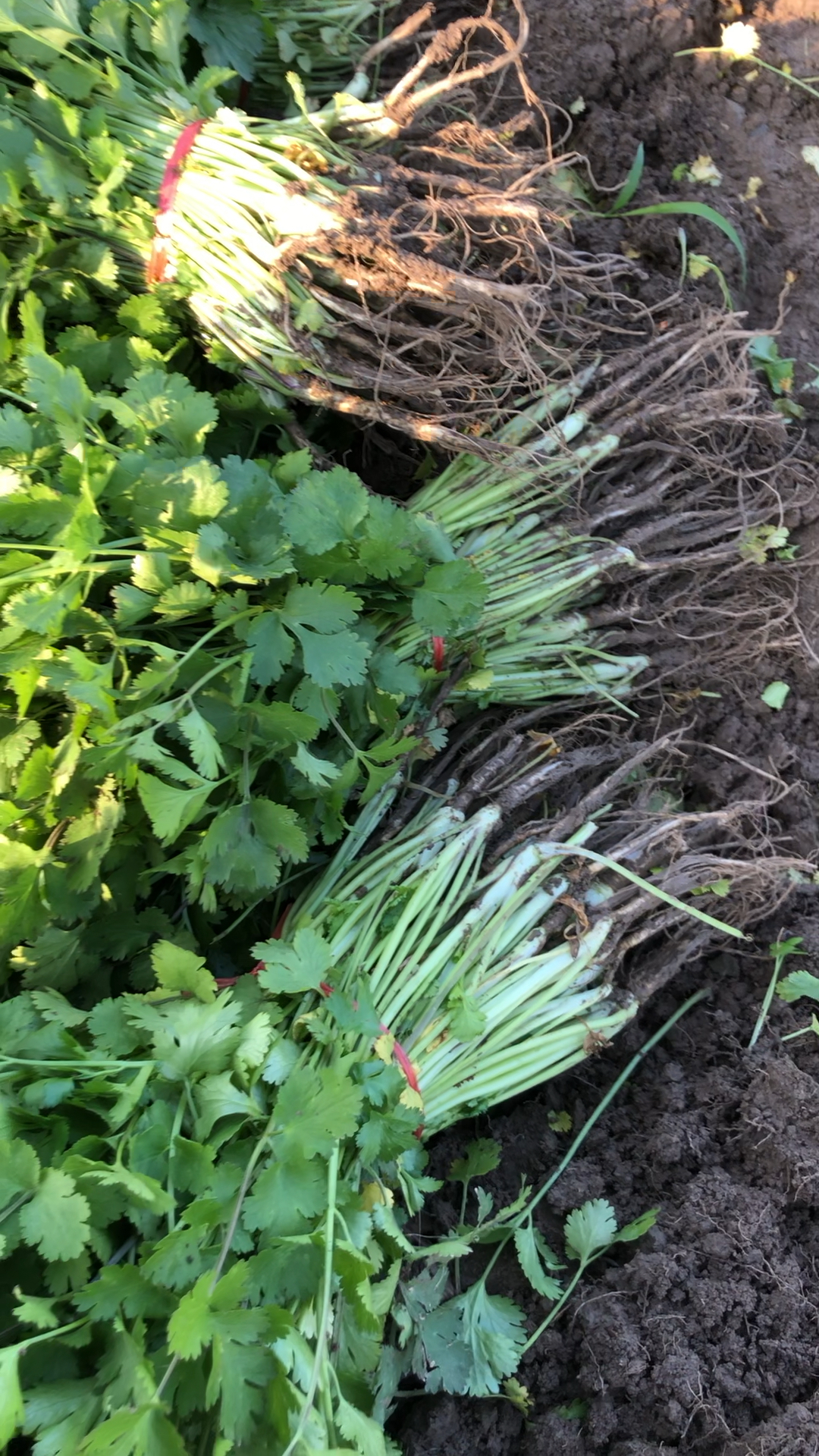 库存,帮二叔拔香菜,才知道种菜不易,菜好吃,不好种.