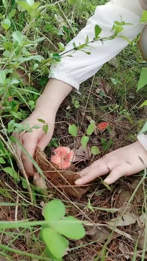 采蘑菇的季节到了,此菇名叫胭脂红,你吃过吗-度小视