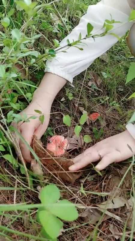 采蘑菇的季节到了,此菇名叫胭脂红,你吃过吗-度小视