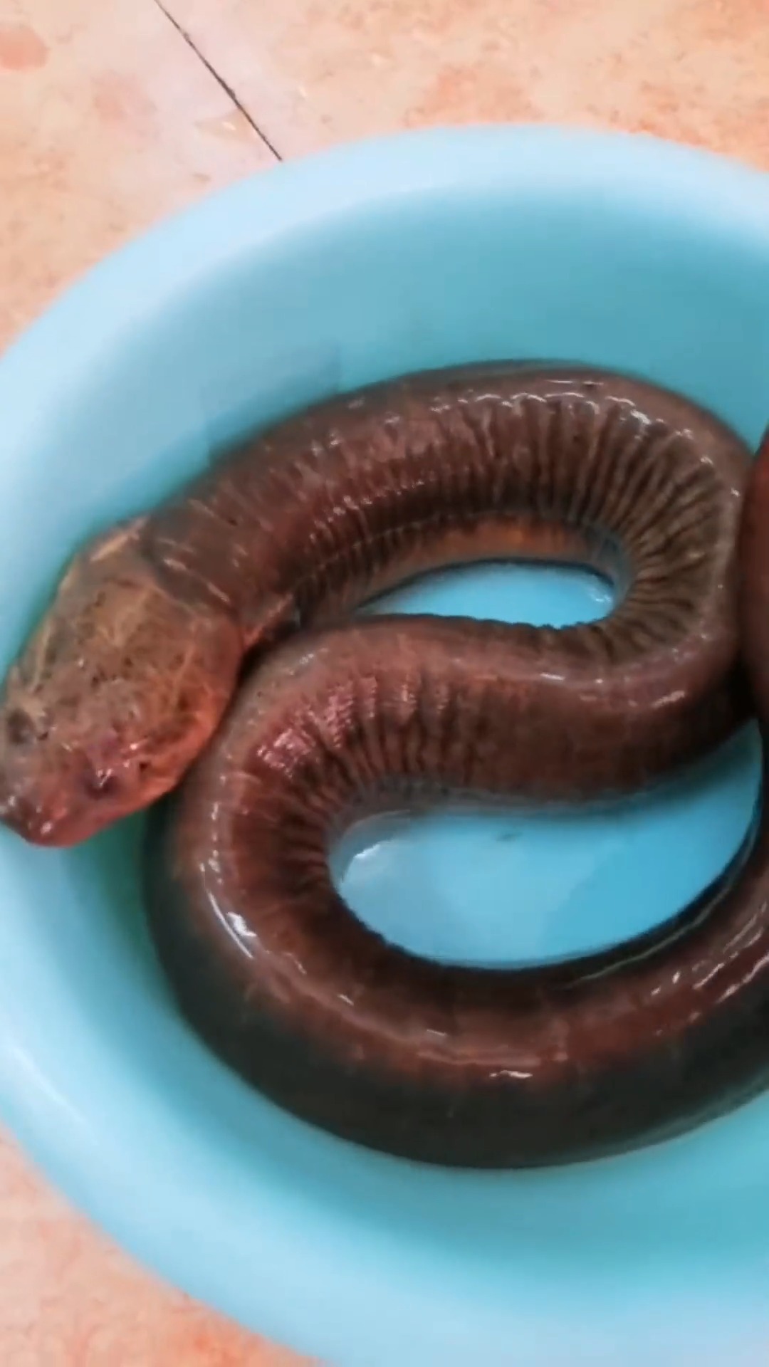 娱乐#农村男子早上刚钓的大黄鳝,足足两斤三两这么重,大赚一笔啊!