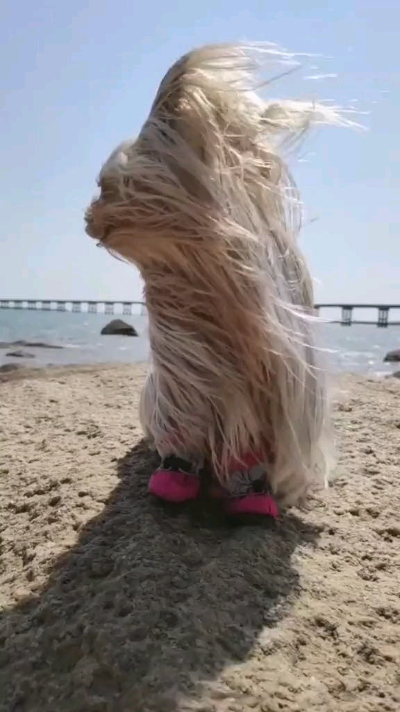 刮大风才知道头发太长,没好处,原来挡眼睛呀
