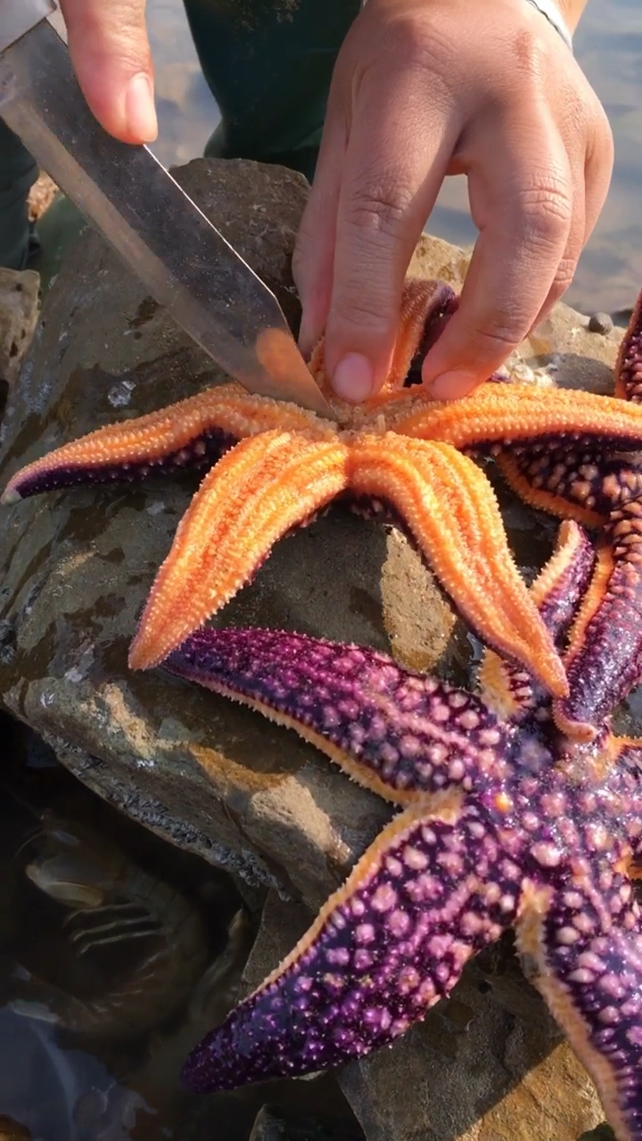 解刨海星内部构造