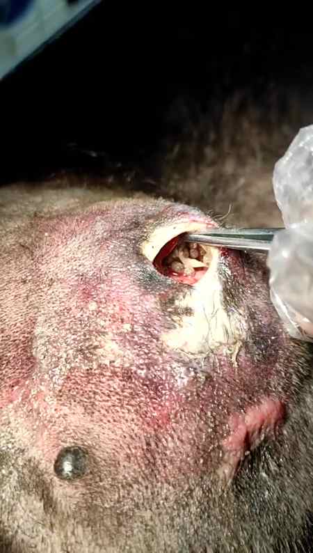 东莞的秋天依然那么炎热,一个小小的伤口短时间内就长蛆了,还好麻麻