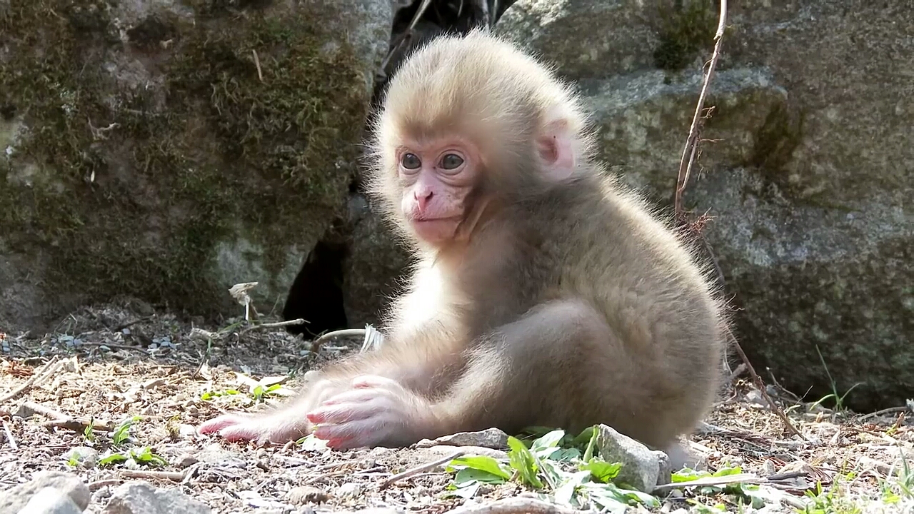 带上全民去旅行#小毛猴