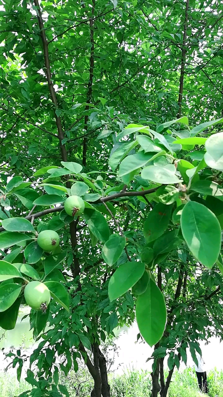 木瓜树上结木瓜,绿色可餐有药用