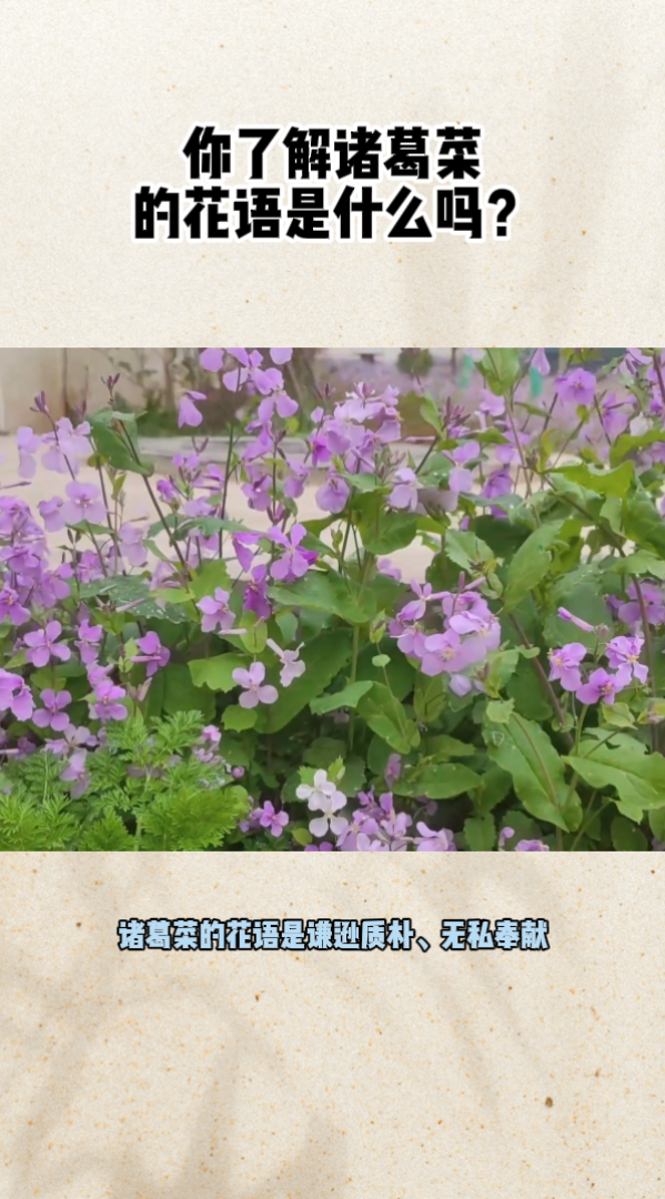 你了解诸葛菜的花语是什么吗