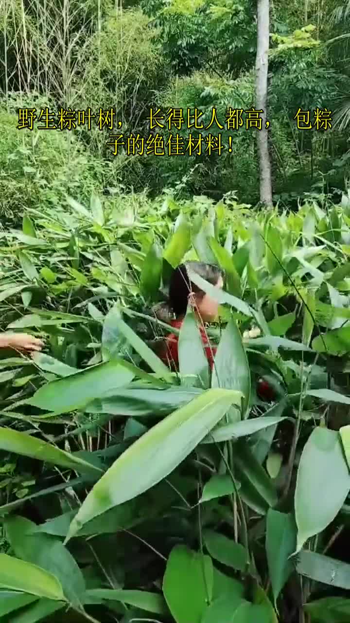 野生粽叶树,长得比人都高,包粽子的绝佳材料!