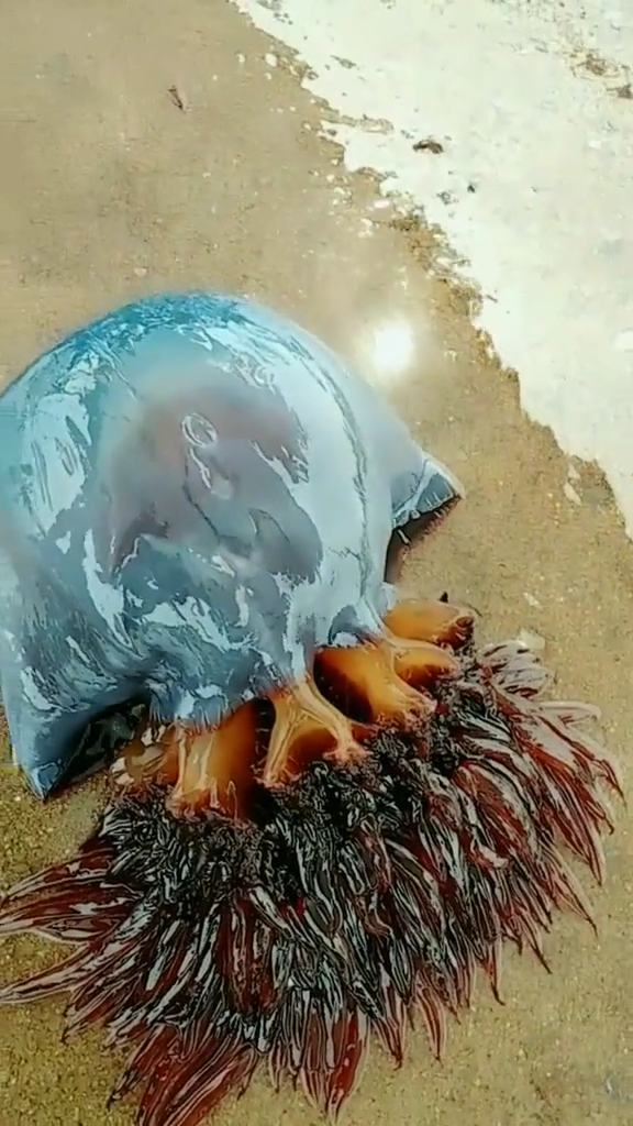 会呼吸的大海蜇!