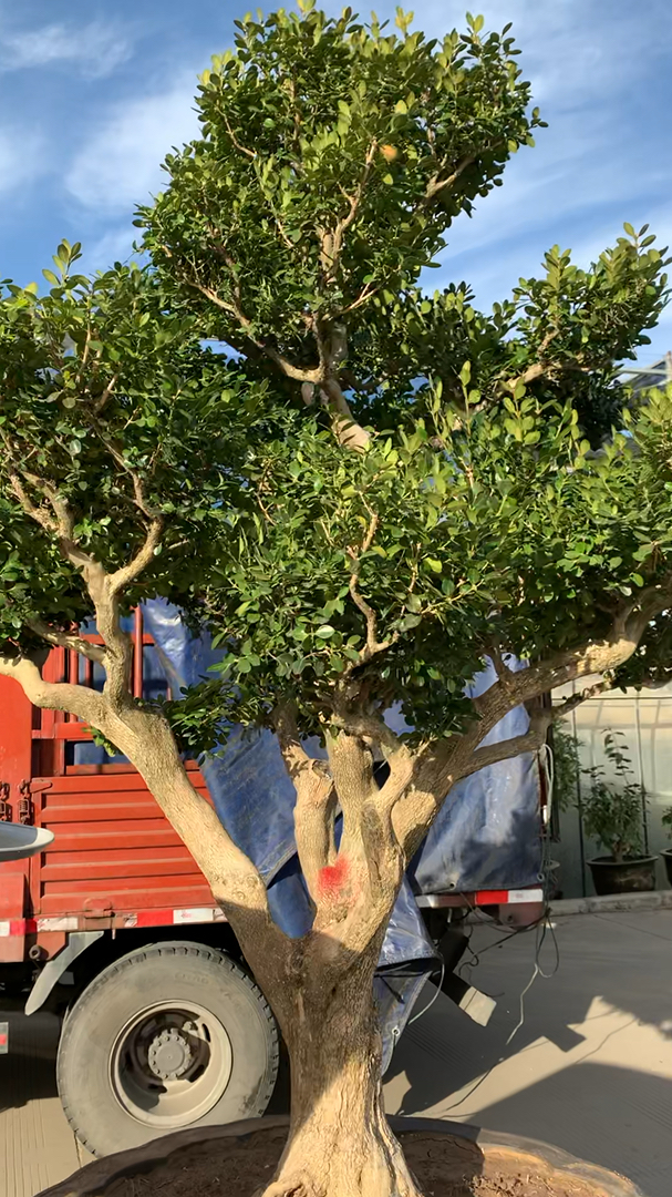 古桩百年黄杨盆景