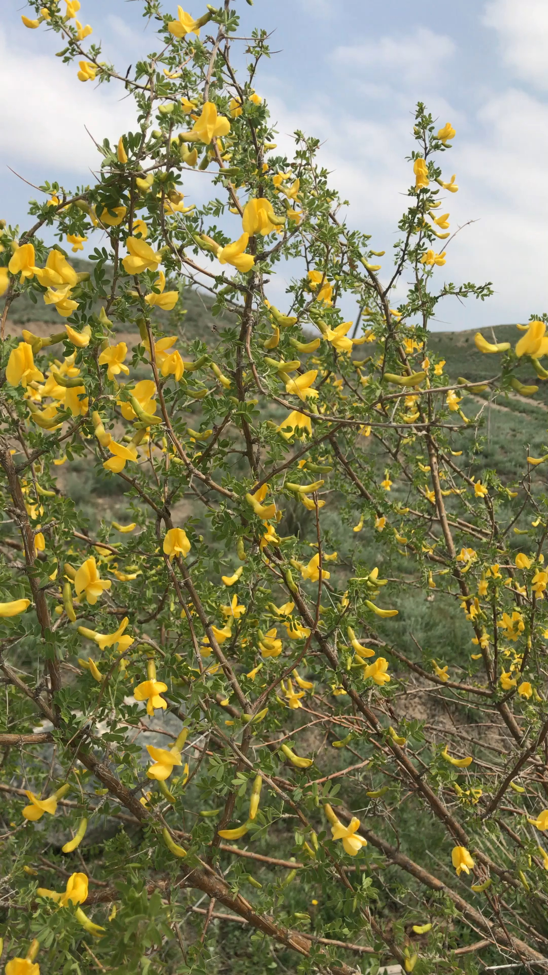 你们有槐花,我有骆驼刺花!