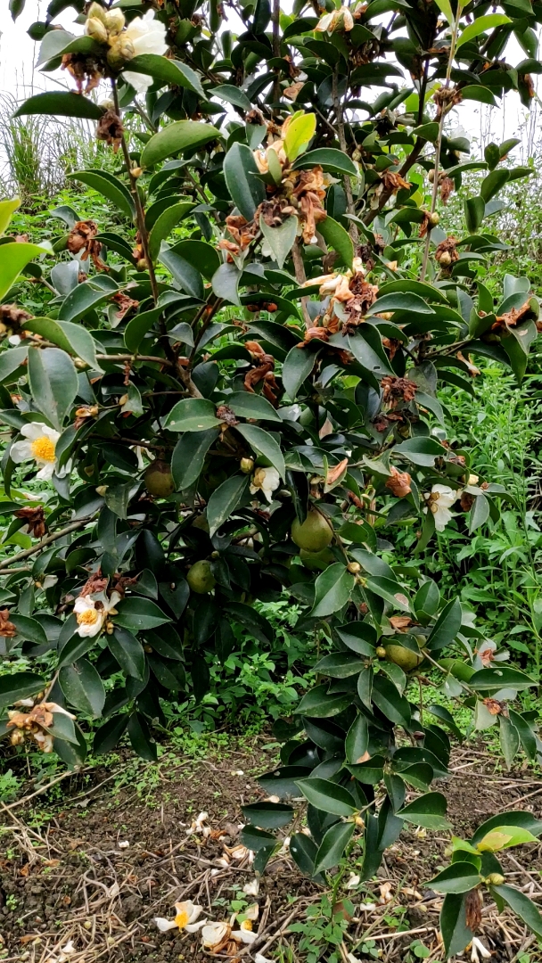 种了四年的油茶树花果同树