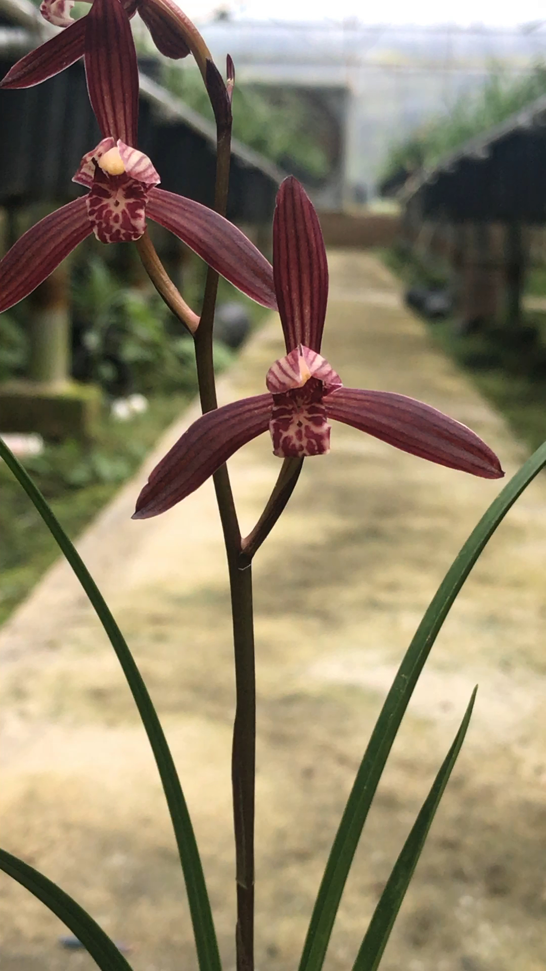 高档建兰色花紫蜻蜓《墨宝》