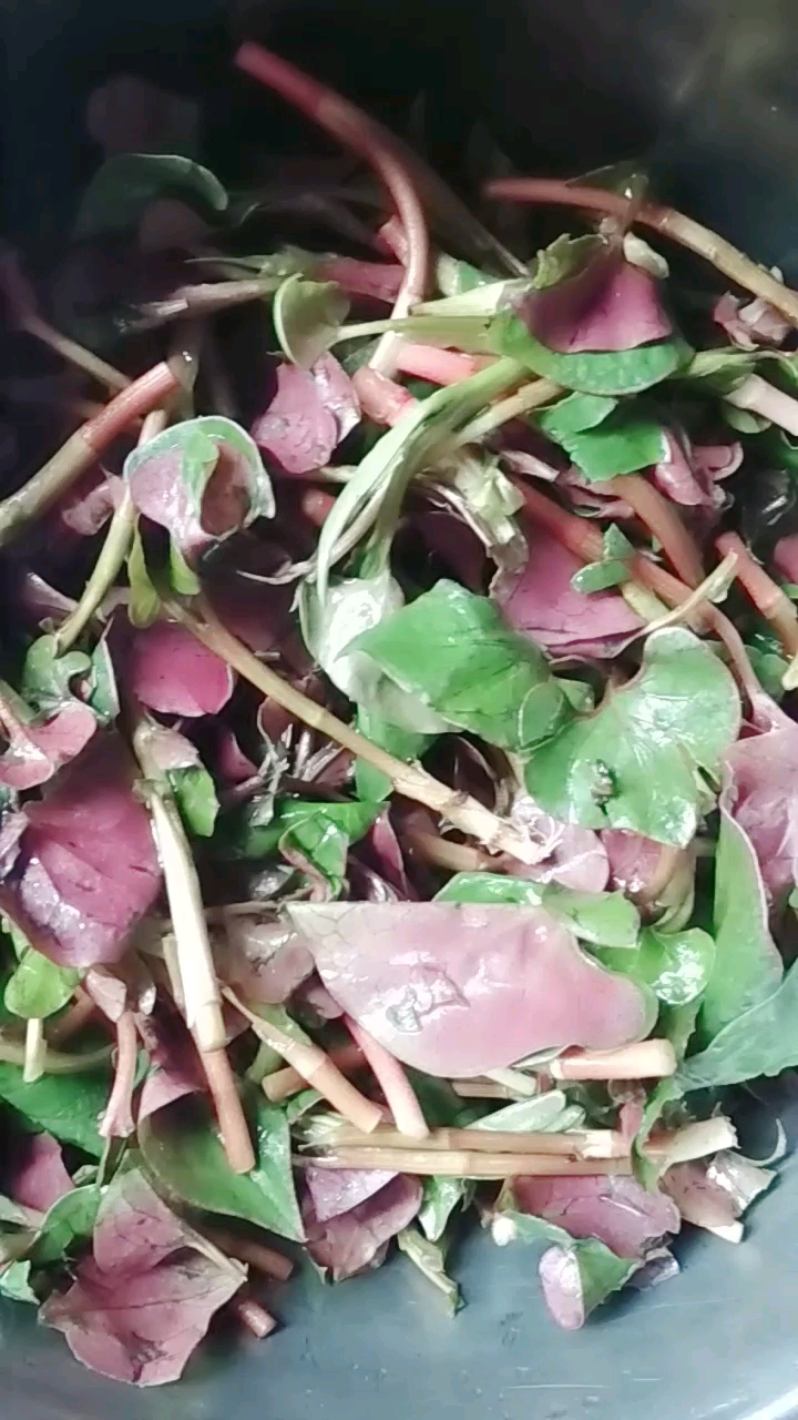 有谁吃过这个菜,你们都叫它什么,我们这里叫狗心草