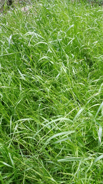 这个是我种的四倍体黑麦草,快要收割了…我倒