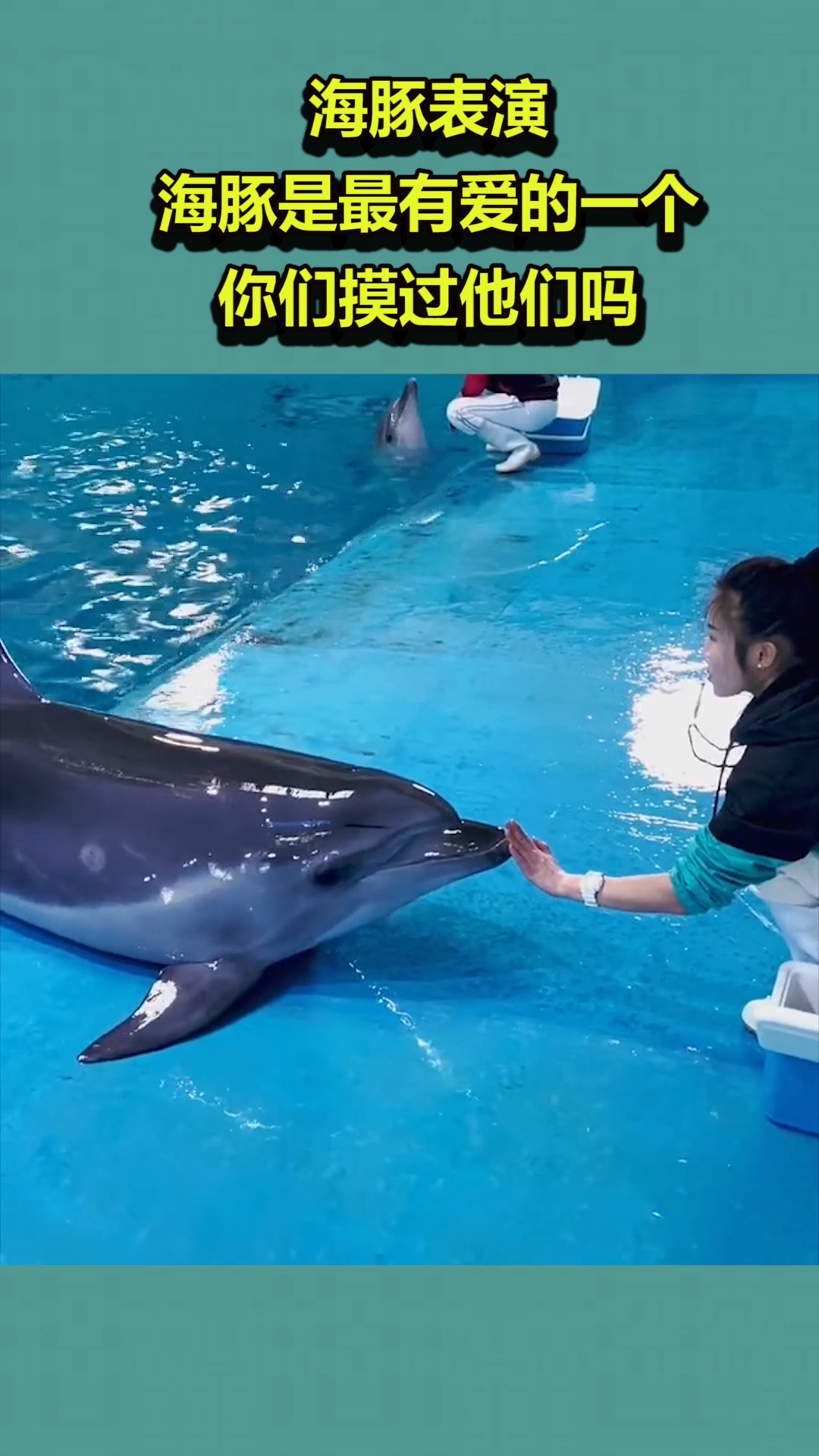 我要上热门#海豚表演,海豚是最有爱的一个,你们摸过他们吗