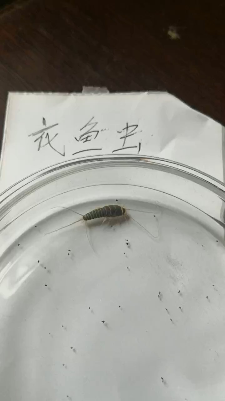 衣鱼虫白色衣鱼虫对人的危害大吗