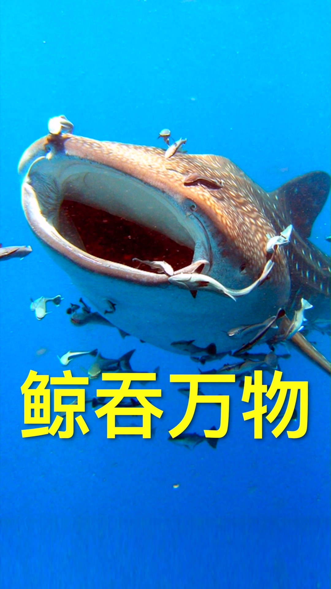 神奇动物在这里#鲸鲨是属于鲸鲨科鲸鲨属的鲨鱼,体长可达20米,约3吨 