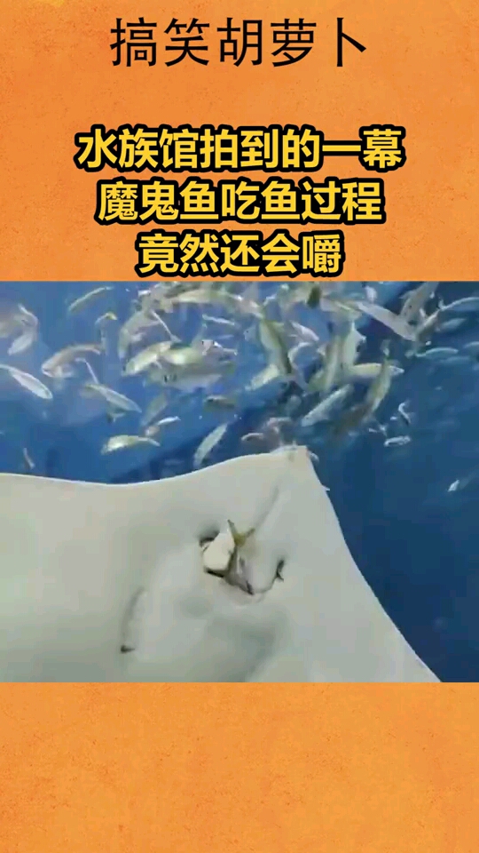 水族馆拍到的一幕,魔鬼鱼吃鱼过程,竟然还会嚼