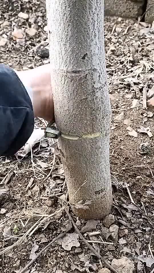 核桃树科学环割后提高产量数倍
