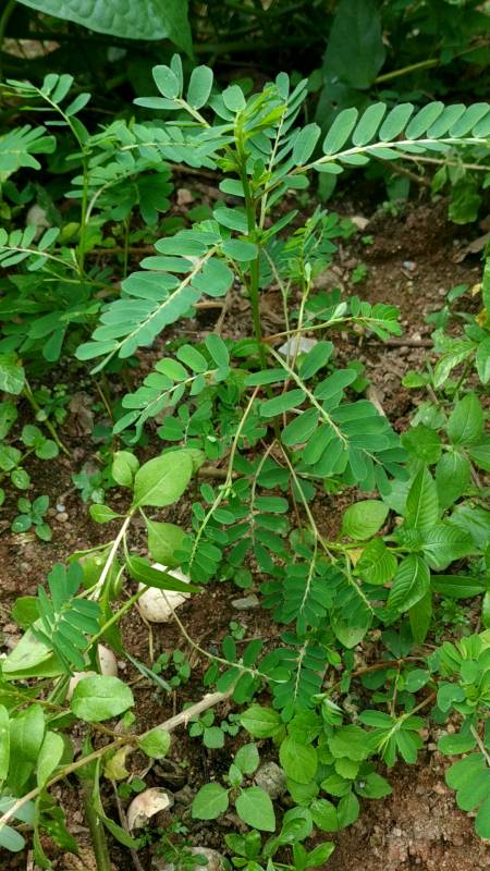 草药叶下珠的功效,清热解毒,健脾消积,清肝明目,利湿通淋.-度小视