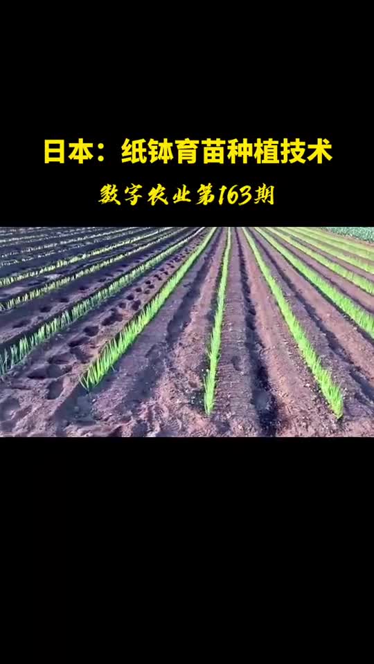 日本纸钵育苗种植技术这样的精致农业做得非常标准化值得咱们学习借鉴