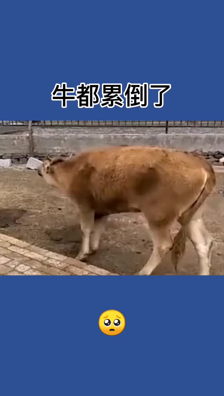 这牛该怎么说