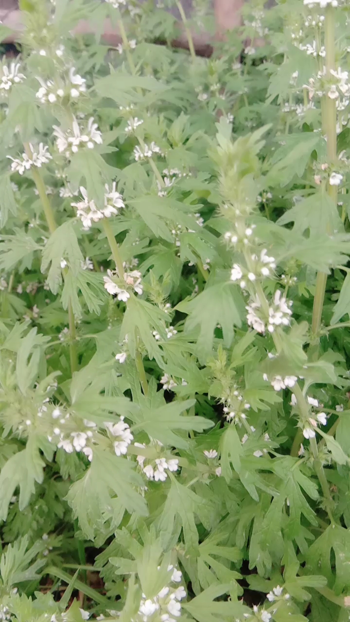 心底无瑕洁如玉,行善于人不自夸.——白花益母草.