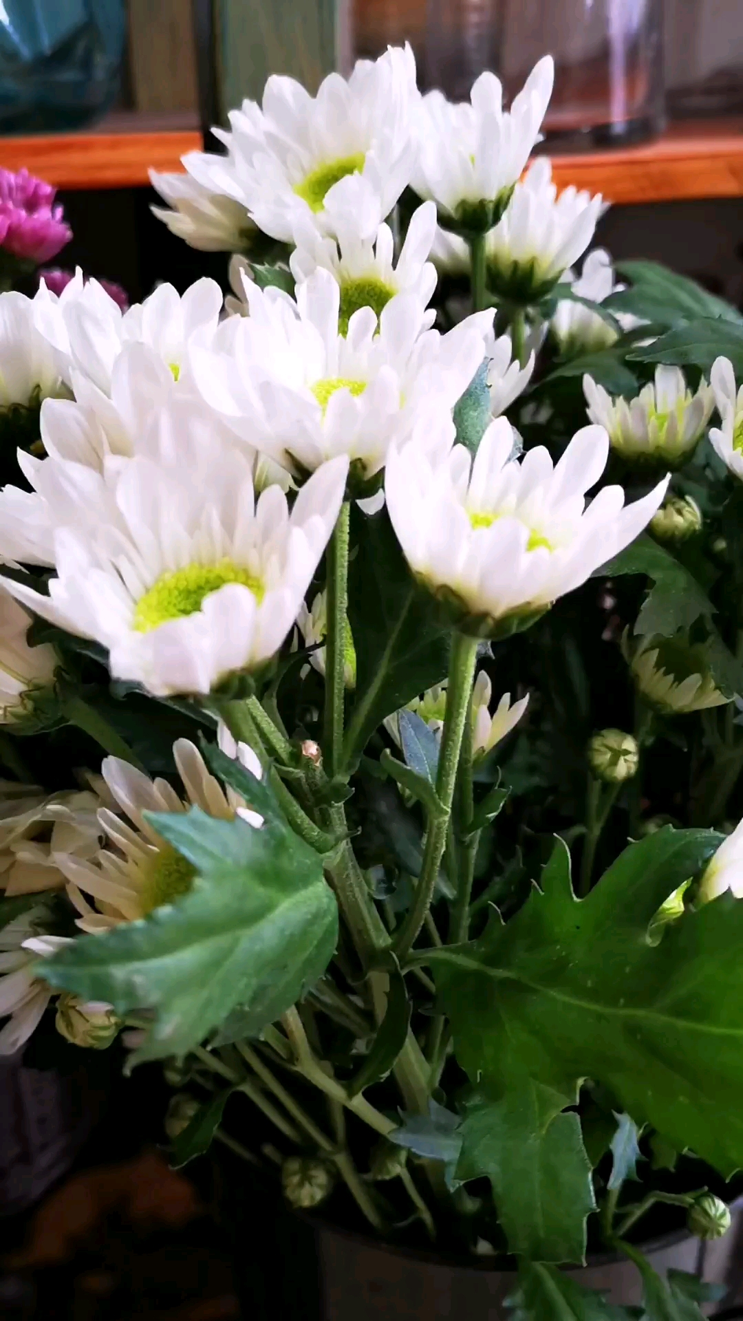 白菊花,绿心心,很美丽