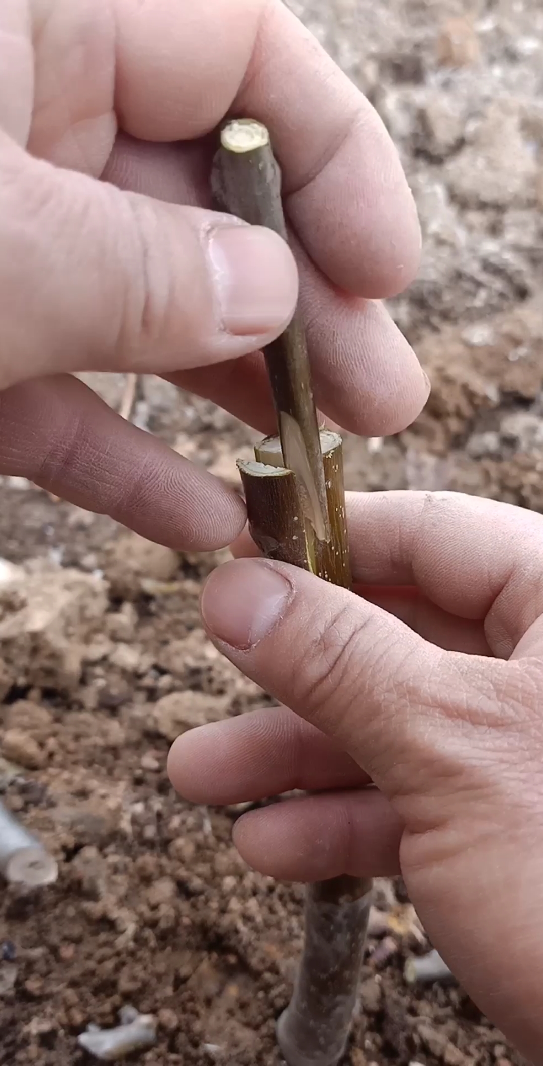 嫁接高手#劈接果树技巧,原来是这样操作的,一看就会,你学会了吗?