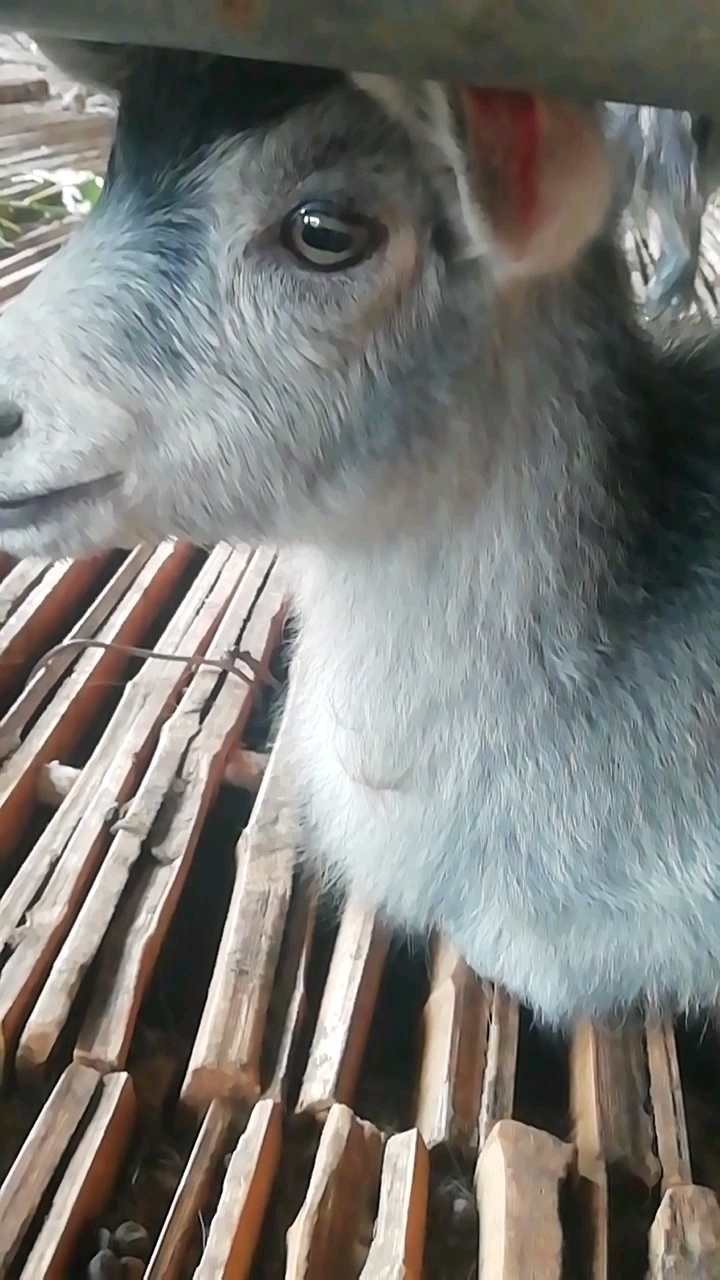 开学季#漂亮的小青羊跟你捉迷藏