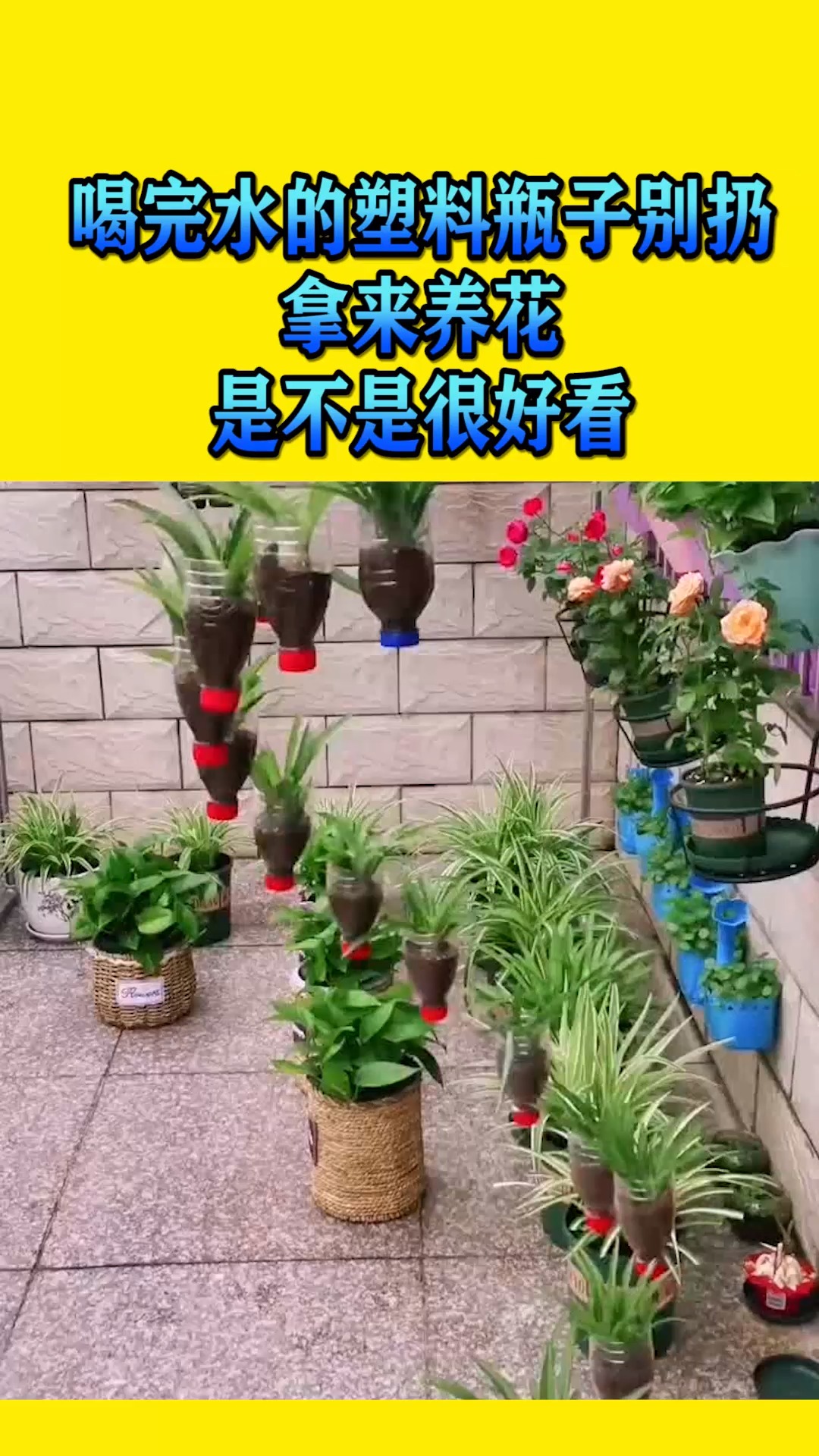搞笑视频#喝完水的塑料瓶子别扔,拿来养花,是不是很好看-度小视