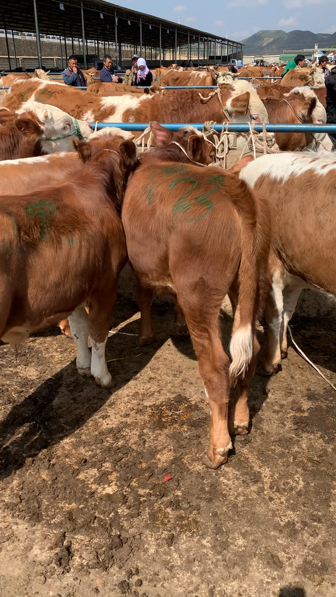 贵州西门塔尔小公牛了解一下