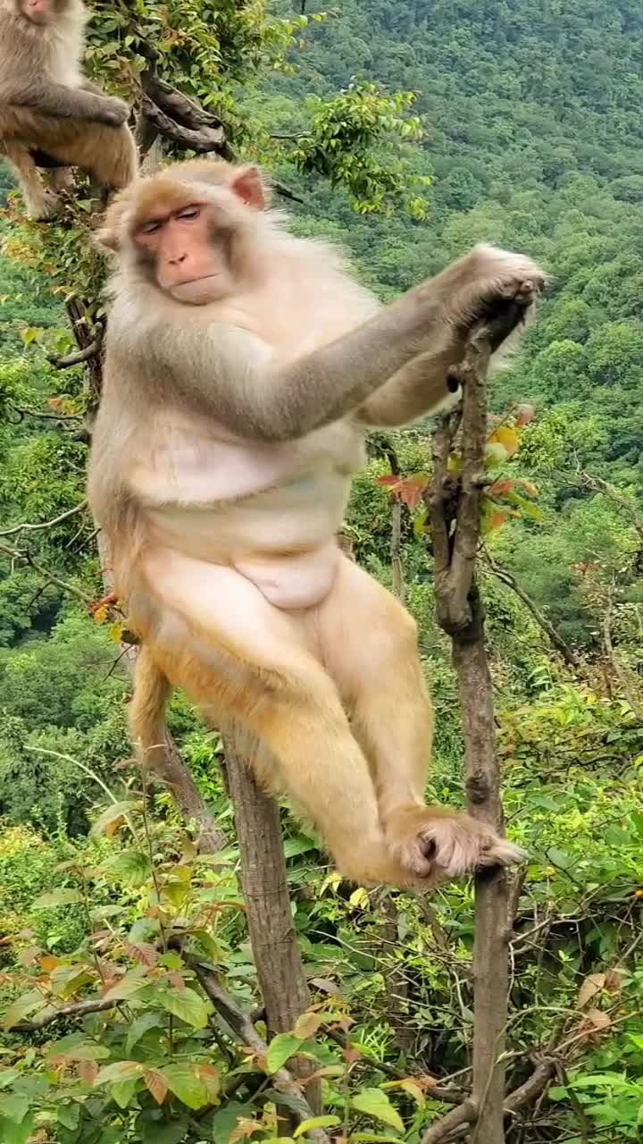 真猴子照片霸气图片