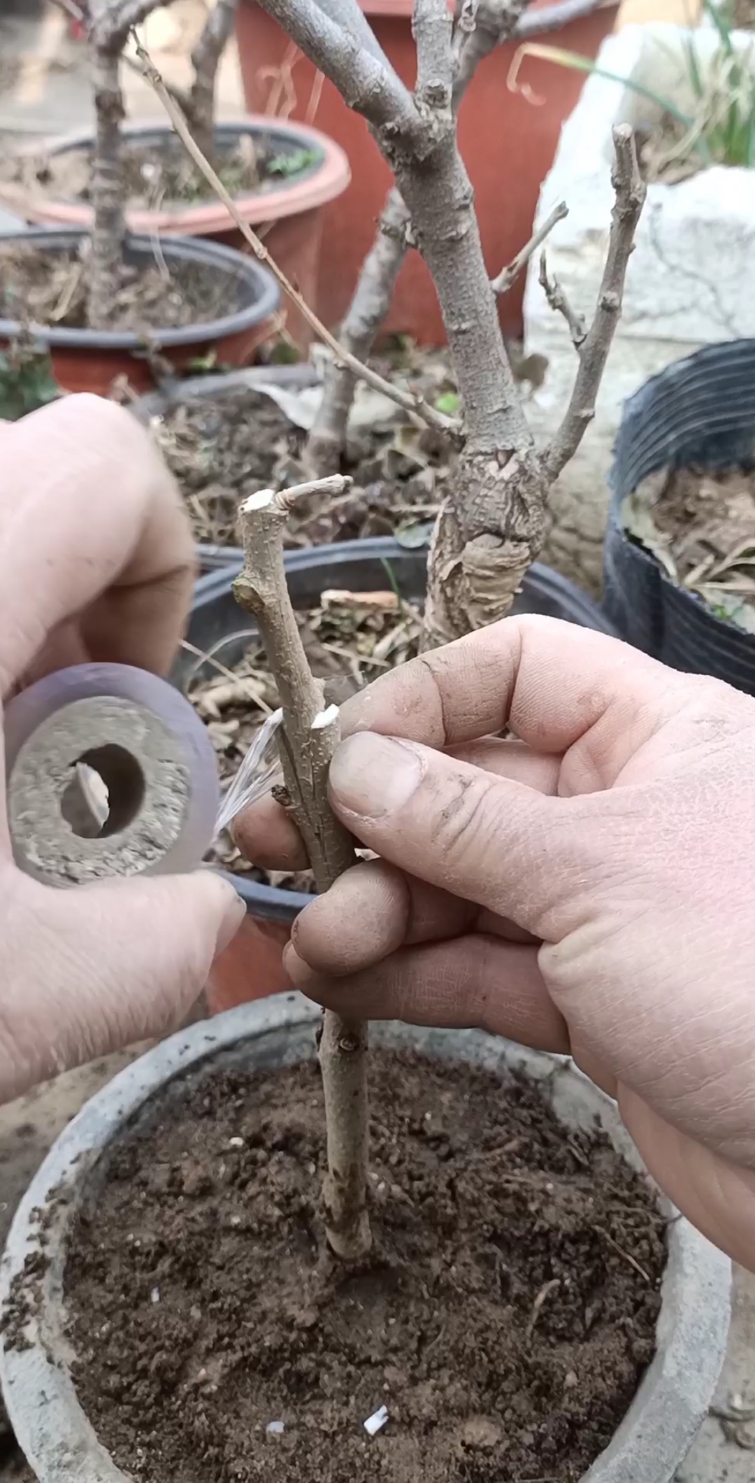 嫁接技术#这是嫁接紫藤劈接高手,你看懂了吗?-度小视