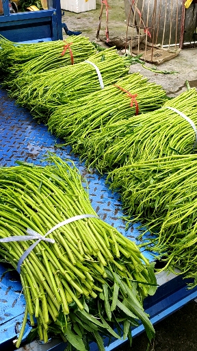 博白空心菜,菜标