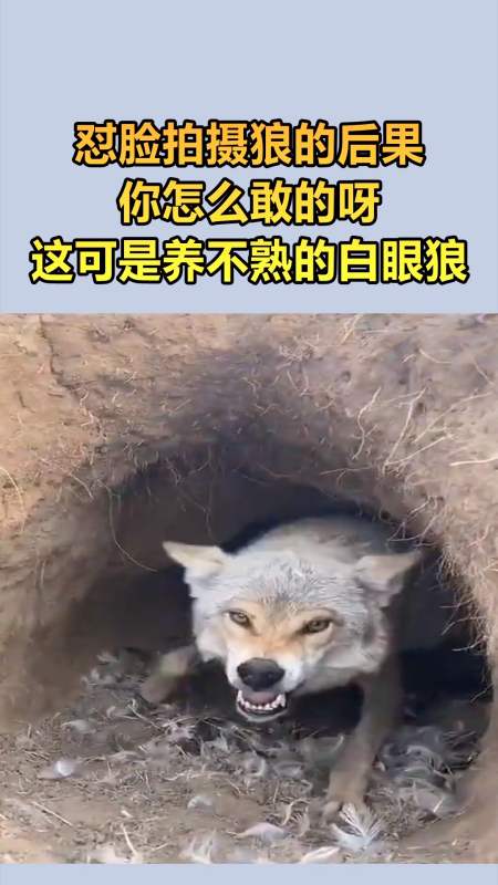 小哥你怎么敢的呀,这可是养不熟的白眼狼