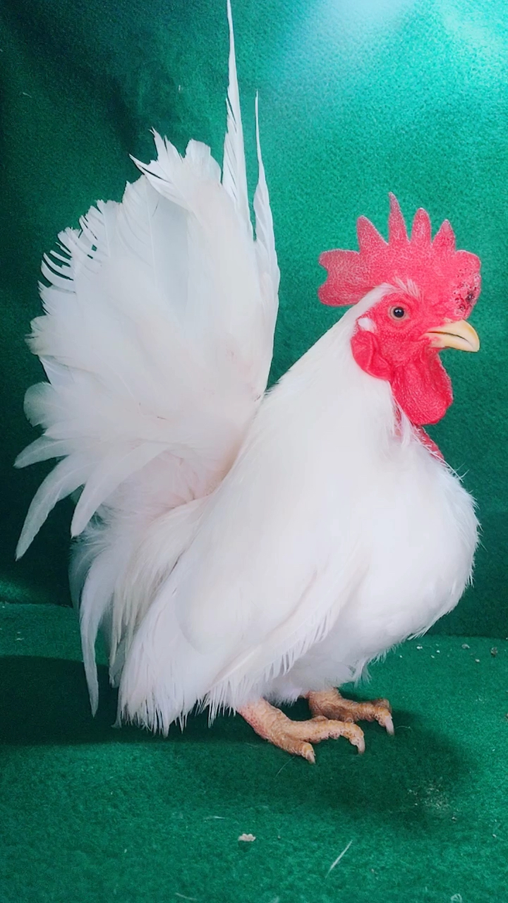 帝王之气,帝王白观赏鸡