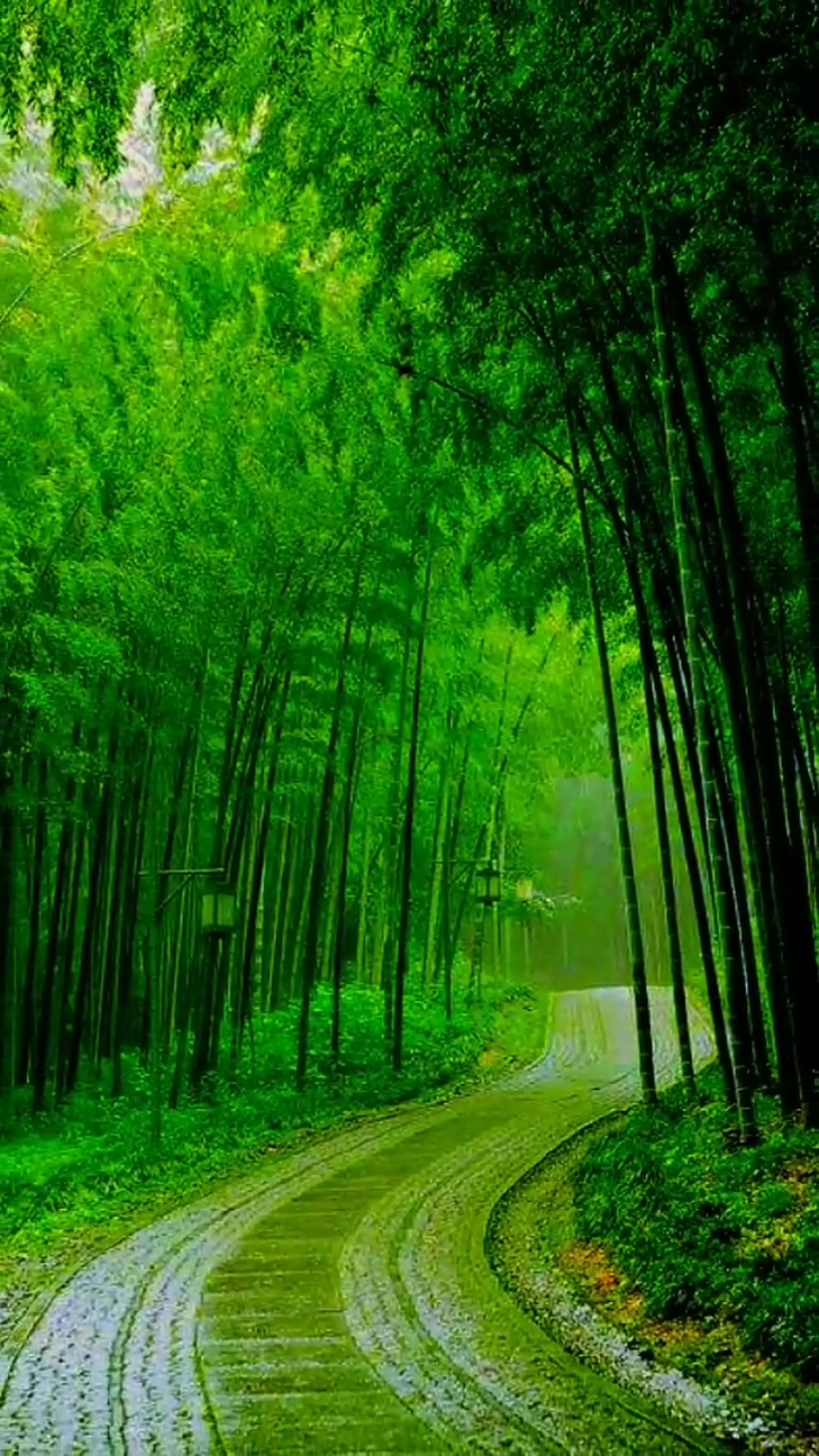 在家云旅游#江南竹韾声声高,绿水青山鸟鸣涧!