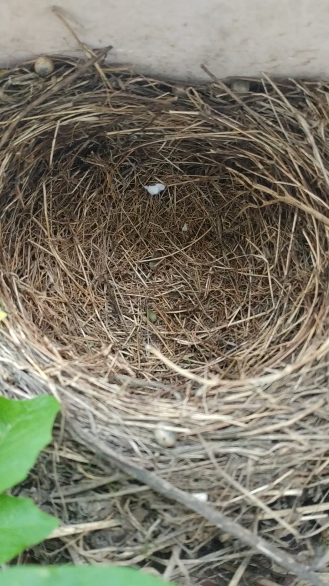 #乌鸫繁殖#蛋去巢空,孵蛋的母乌鸫突然失踪,公乌鸫苦寻没有结果,繁殖