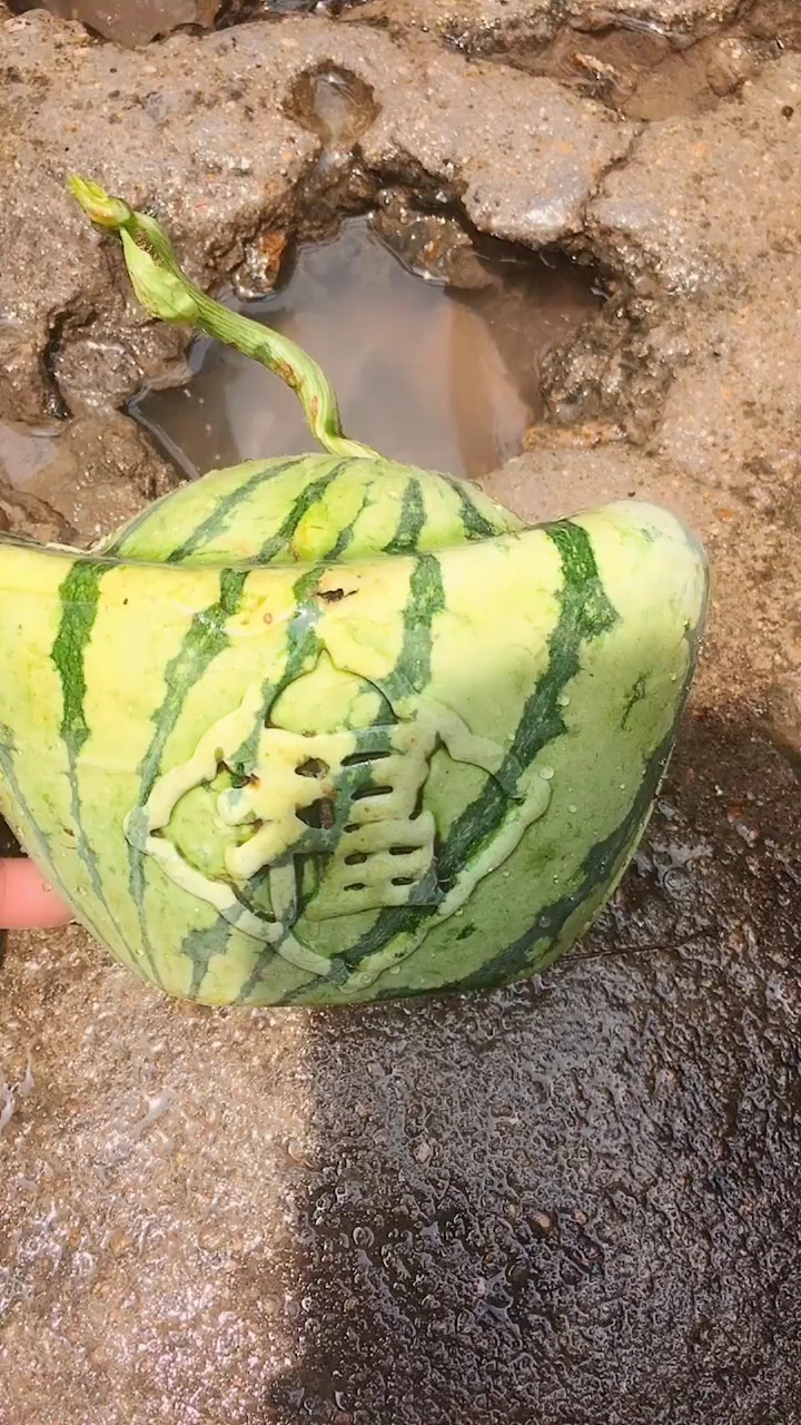 元宝形西瓜烂了有点可惜