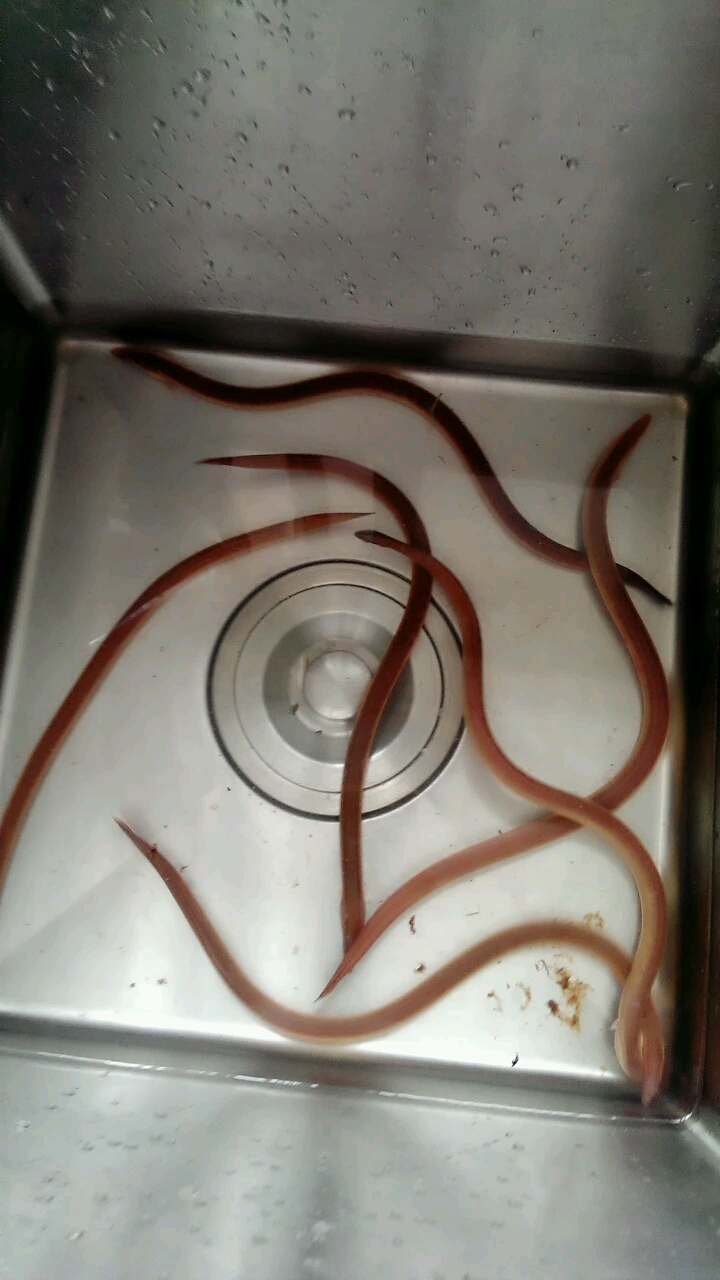 沙西血鳗图片
