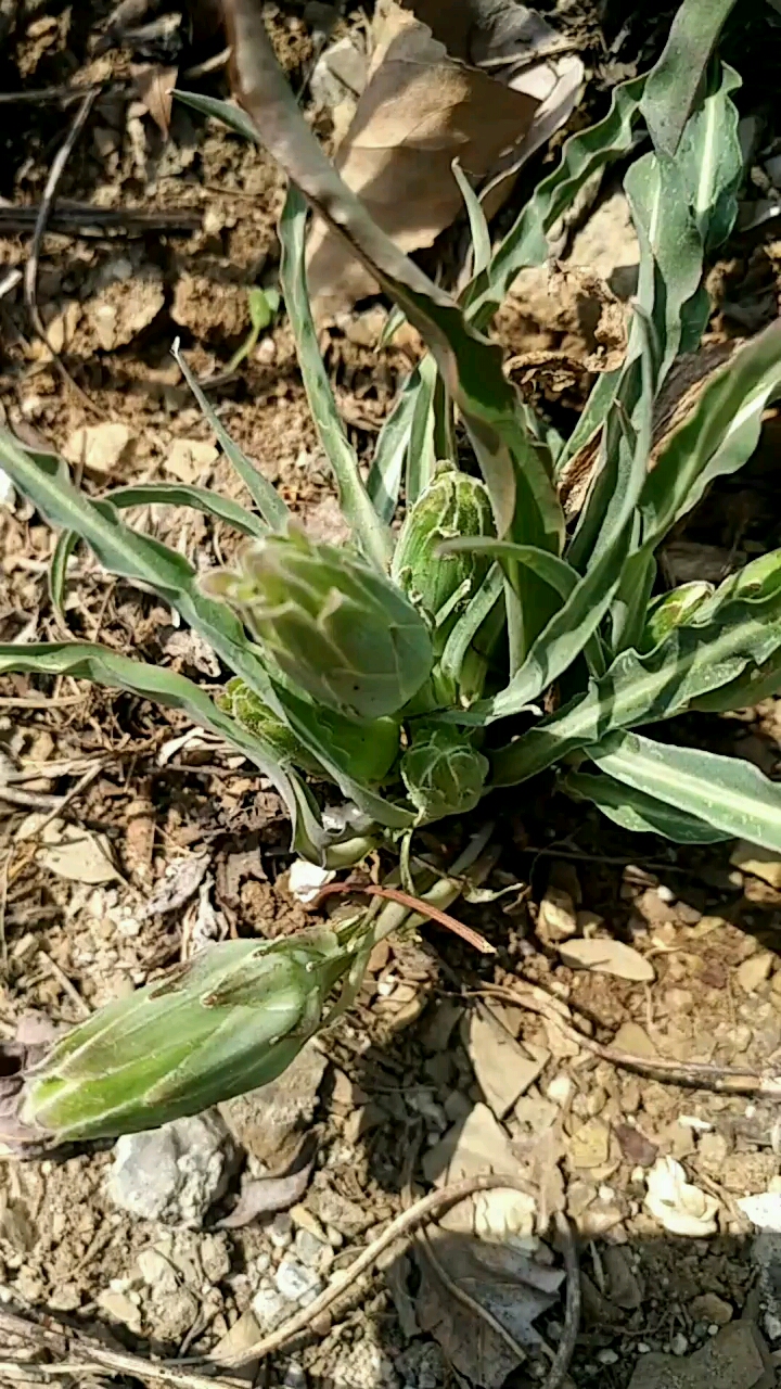 溜溜嘴野菜学名图片