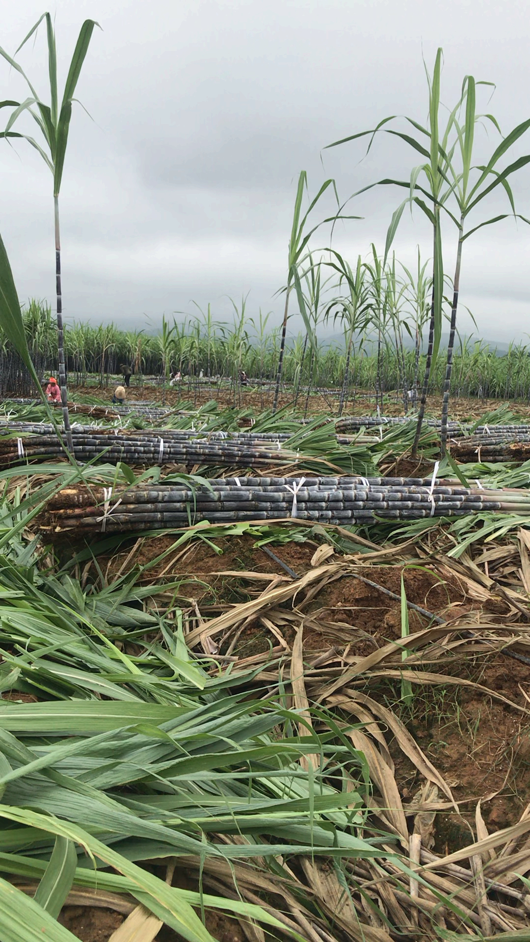 好大一捆黑皮甘蔗