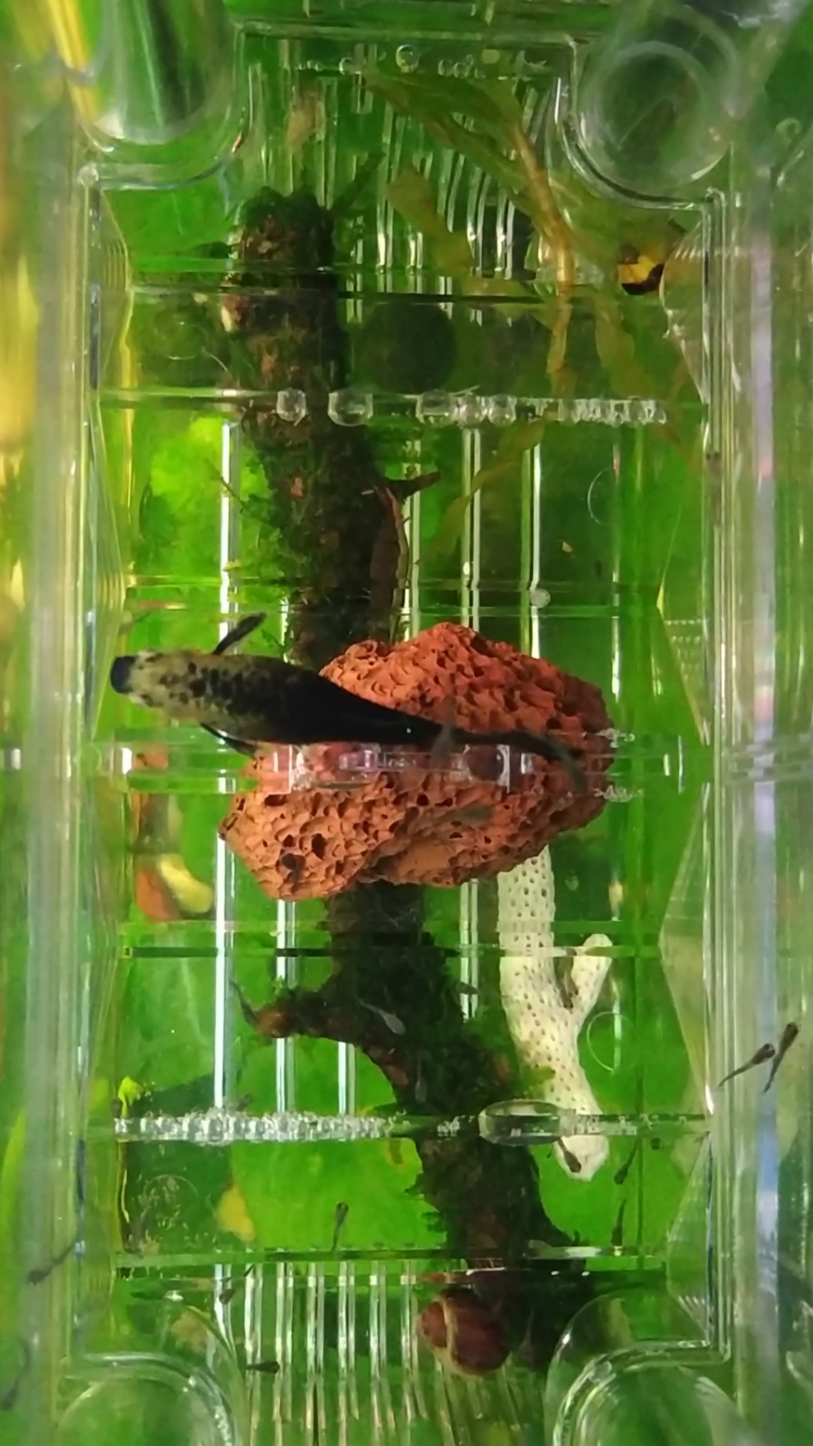 难得一见孔雀鱼木炭黑下崽全过程