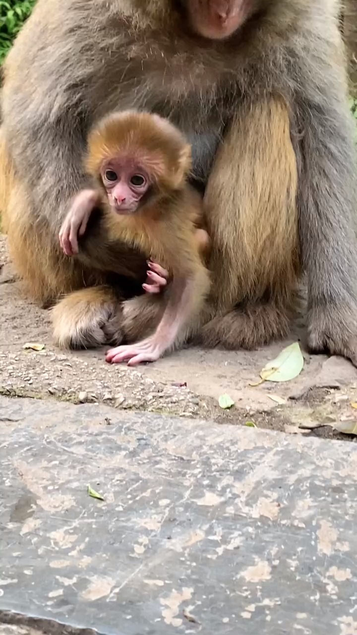 可爱的小猕猴