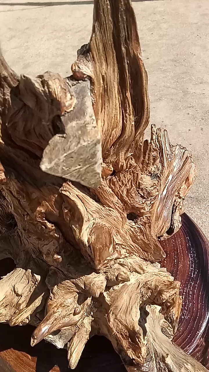 琥珀木 根抱石很少