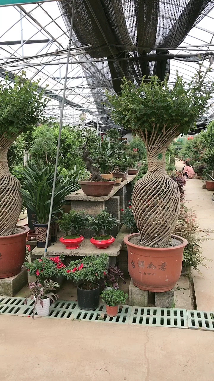 花瓶紫薇花盆景