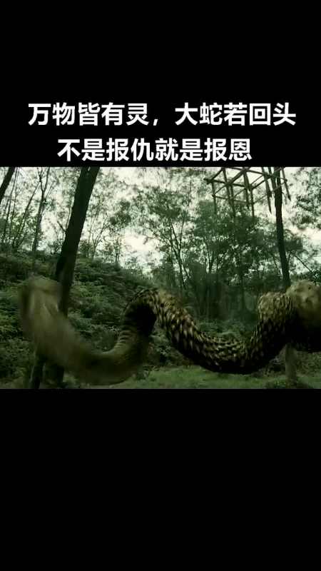 万物皆有灵,大蛇若回头,不是报仇就是报恩
