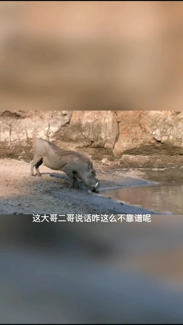 搞笑配音#动物世界给你们接上