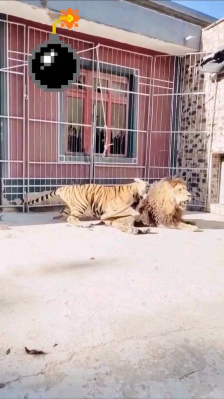 #我要上热门#眼见为实:老虎狮子谁厉害-全民小视频